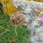 Armeria maritima Sonstige