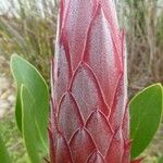 Protea cynaroides Floare