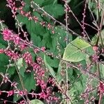 Persicaria virginiana Bloem