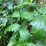 Valeriana officinalisLeaf