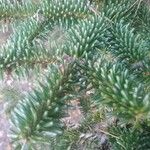 Abies pinsapo Leaf