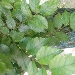 Ulmus crassifolia 葉