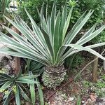 Agave vivipara Costuma