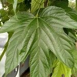 Morus indica Blatt