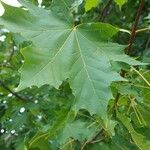 Acer platanoides Leht