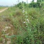 Clitoria guianensisLeaf