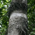 Bactris gasipaes Corteza