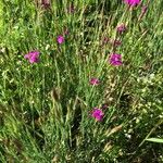 Dianthus carthusianorumFlower