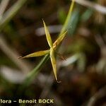 Carex pauciflora Inny