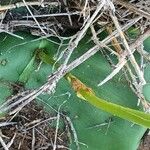 Habenaria helicoplectrum পাতা