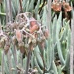 Dudleya densiflora 花