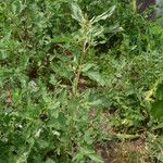 Atriplex tatarica 整株植物