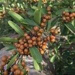 Gymnosporia buxifolia Fruit