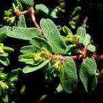 Euphorbia glyptosperma Sonstige