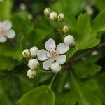 Crataegus laevigata Blüte