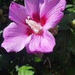 Hibiscus syriacusফুল