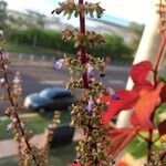 Plectranthus scutellarioides Flower