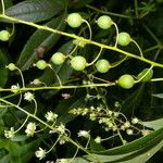 Tovaria pendula Fruto