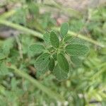 Lippia micromera Leaf