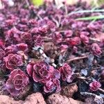 Sedum spurium 叶