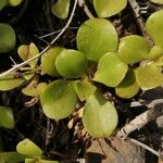 Aeonium glutinosum Blatt