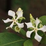 Voacanga africana Blomma
