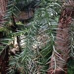 Araucaria angustifolia Hoja