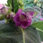 Sinningia speciosa Flor