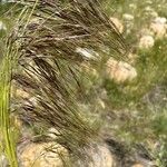 Nassella neesiana 花