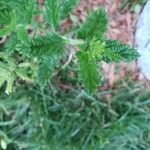 Verbena × hybrida Folha