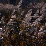 Phragmites australis Flower