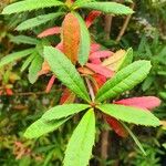 Berberis julianae 其他