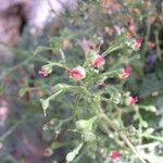 Scrophularia lucida Flower