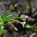 Epilobium hornemannii Buveinė