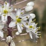 Drimia numidica Flower