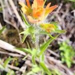 Castilleja hispida फूल