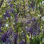 Bolusanthus speciosus Habitat