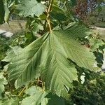 Acer glabrum Foglia