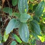 Thunbergia mysorensisHostoa