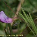Lathyrus angulatus Çiçek
