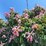 Ceiba speciosa Flor