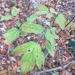 Actaea racemosa Leaf