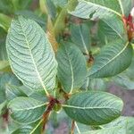 Salix fargesii Лист