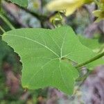 Bryonia verrucosa Feuille