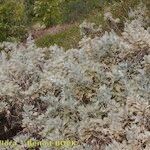 Artemisia gorgonum кора