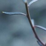 Iberis linifolia Leaf