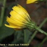 Hieracium schmidtii Цветок