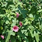 Anisodontea capensis Feuille