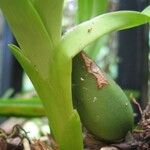 Prosthechea chacaoensis Fruit