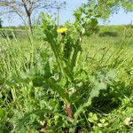 Sonchus asper Hábitos